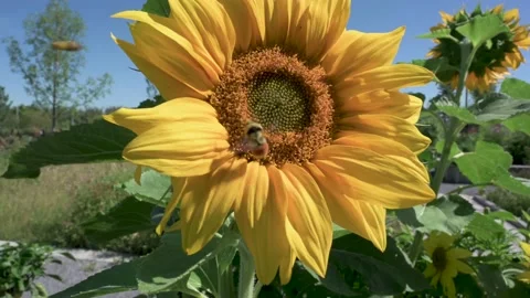 Bumble bees flying off vibrant yellow sunflower in sunny community garden Stock Footage 220455574