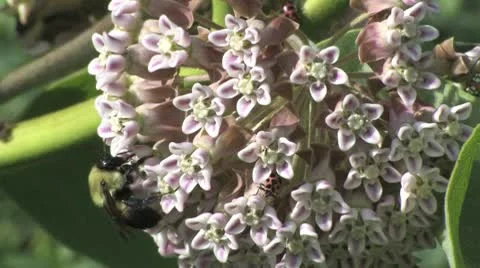 Bumble Bees Stock Footage 9368542