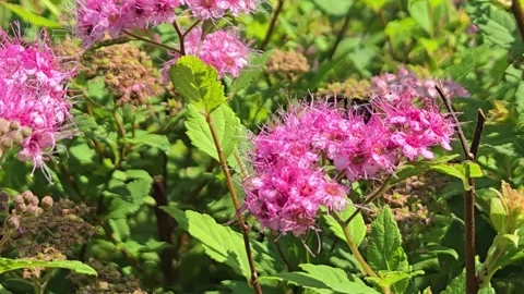 Bumble Bees Gathering Pollen Video stock 281301461