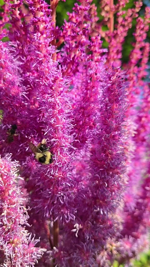 Bumble Bees Gathering Pollen Видео 281337671