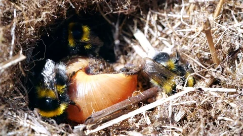 Bumble bees making a nest around a snail shell Stock Footage 90313753