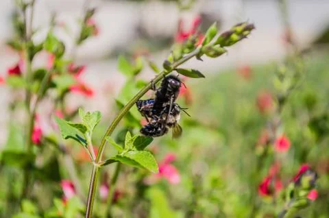 Bumble Bees Mating 2 Foto stock