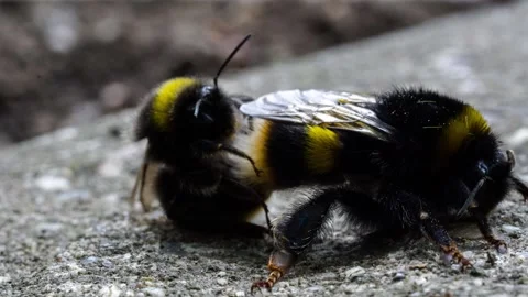 Bumble bees mating Stock Footage 246125921
