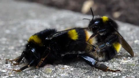 Bumble bees mating Stock Footage 246125923