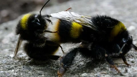 Bumble bees mating Stock Footage 246125936