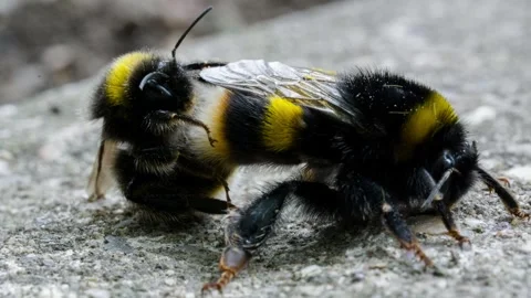 Bumble bees mating Stock Footage 246125962