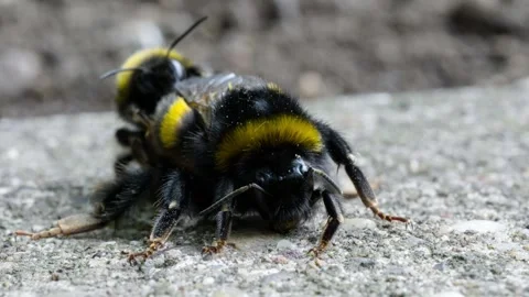 Bumble bees mating Stock Footage 246125968