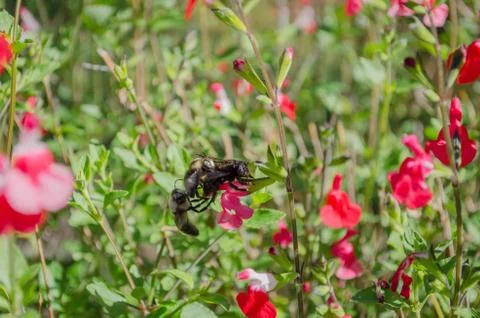 Bumble Bees Mating Foto stock
