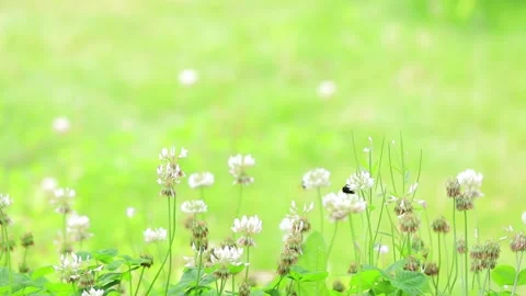 Bumble-bees on a meadow Stock Footage 138249087