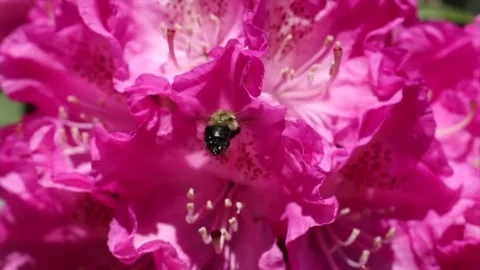 Bumble Bees on Rhododendrons 1 Stock Footage 258147354