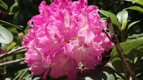 Bumble Bees on Rhododendrons 2 Stock Footage 258147352