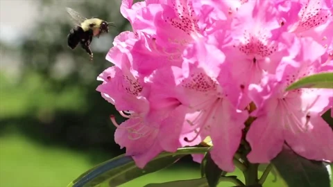 Bumble Bees on Rhododendrons 3 Stock Footage 258147379