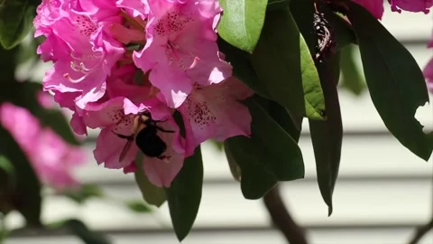 Bumble Bees on Rhododendrons 4 Stock Footage 258147384
