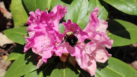 Bumble Bees on Rhododendrons 5 Stock Footage 258147378