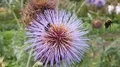 Bumble Bees searching pollen in blooming thistle flower close up 4k 4k or 4k+ Resolution