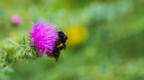 Bumble bees sitting on thistle flower Stock Footage 58669929