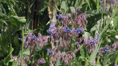 Bumble bees visiting the borage flowers. Video stock 337694769