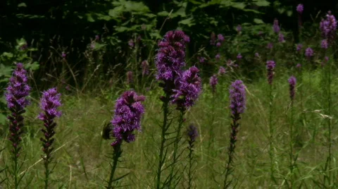 Bumble Bees on Wildflowers Stock Footage 156338