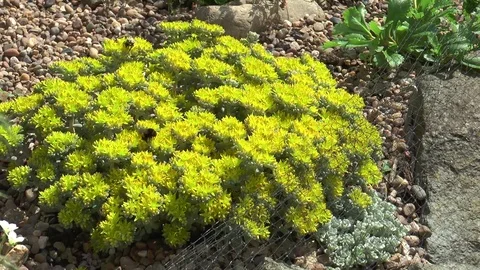 Bumble bees on yellow alpine Stock-Footage 76002154