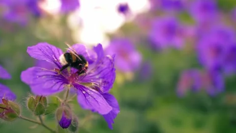 Bumble drinks nectar from purple flower Stock Footage 345729603