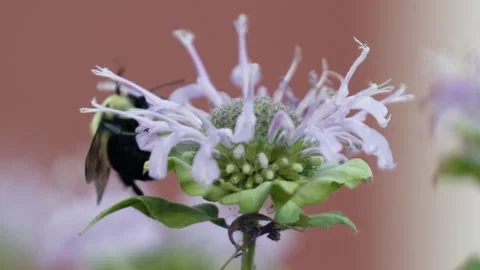 BumbleBee-01 Stock Footage 281092016