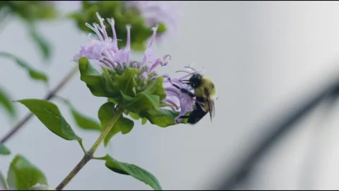 Bumblebee-02 Stock Footage 281092020