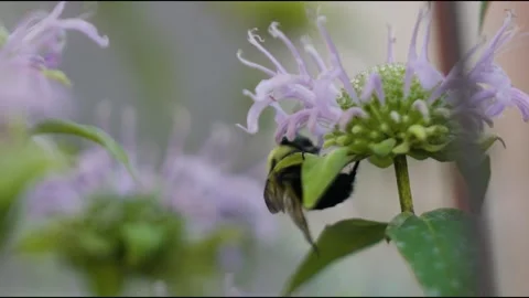 Bumblebee-03 Stock Footage 281092022