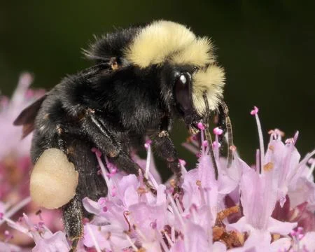 Bumblebee 06 Stock Photos