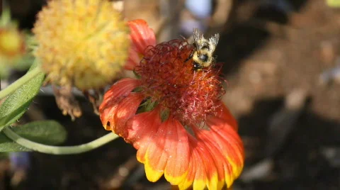 Bumblebee 1 Stock Footage 842010