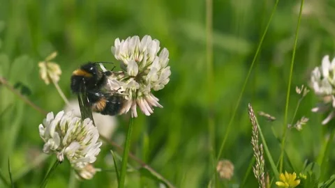 Bumblebee 1 Video stock 156897765