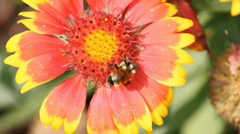 Bumblebee 2 Stock-Footage 841803