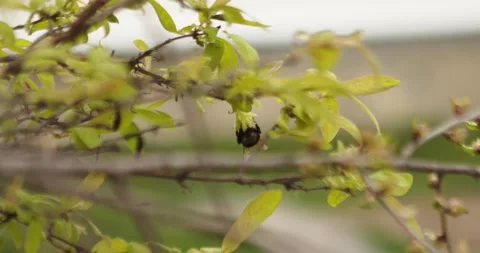 Bumblebee 2 Stock Footage 132606994