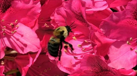 Bumblebee 240fps Video stock 38926481