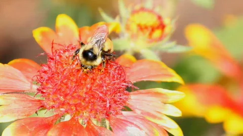 Bumblebee 3 Stock Footage 841801