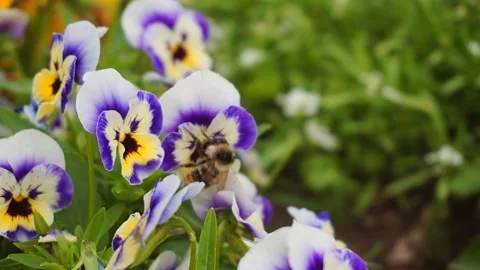 Bumblebee 50fps 動画素材 156863712