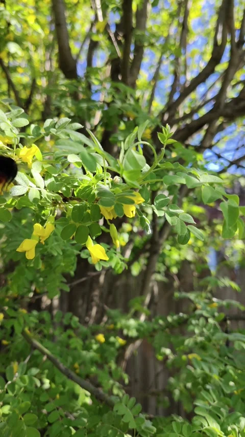 Bumblebee on acacia flowers. Video stock 308181246