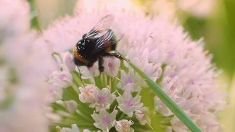 A bumblebee actively collects nectar from a delicate purple flower in a lush Video stock 314726991