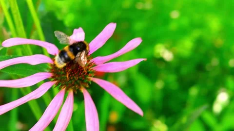 Bumblebee actively pollinates bright pink coneflower against greenery of garden Stock Footage 306076069