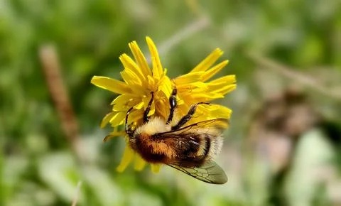 Bumblebee is actively pollinating a vibrant wildflower in a lush meadow Stock Photos