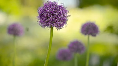 Bumblebee on alpine bow Stock Footage 63611213