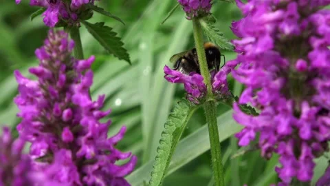 Bumblebee among the flowers  Stock Footage 168558209