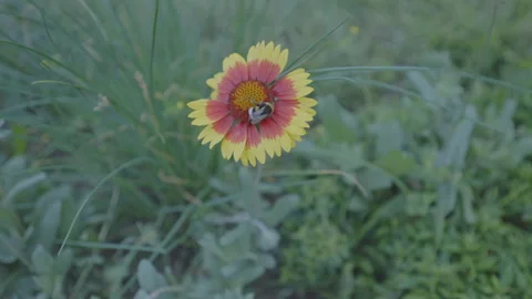 Bumblebee analyzes flower trying to collect nectar in park Stock Footage 258465188