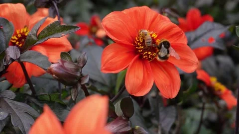 Bumblebee and a bee competing on a Dahlia "Bishop of Oxford" Stock Footage 210546191