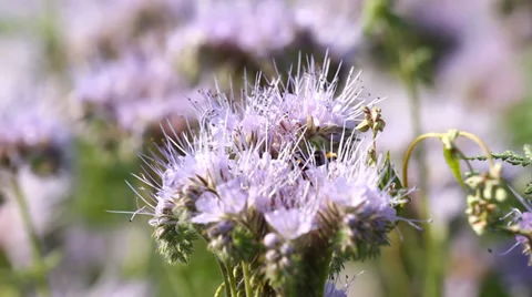 Bumblebee and bee on the flower Video stock 29673032