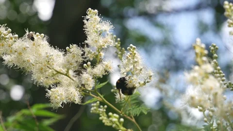 Bumblebee and bee 스톡 동영상 117334139