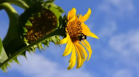 Bumblebee and bee gathering pollen on sunflower. TIME LAPSE. Stock Footage 44641816