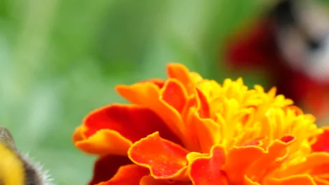 Bumblebee and bee on marigolds flower. Tagetes. Summer macro shooting. Stock Footage 207234979