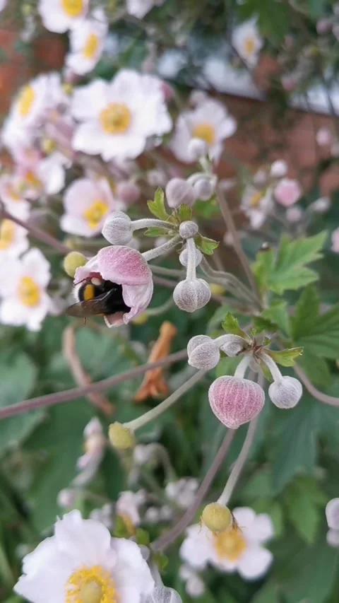 Bumblebee and bee pollinate delicate pink flowers Stock Footage 306770965