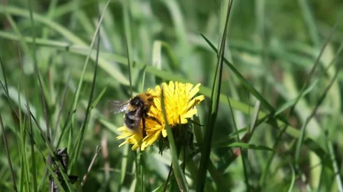 Bumblebee and bee sitting on a dandelion collecting pollen Stock Footage 243279943