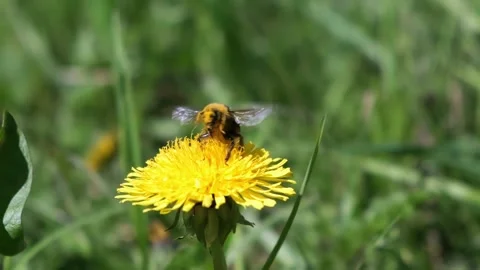 Bumblebee and bee sitting on a dandelion collecting pollen Stock Footage 243279947
